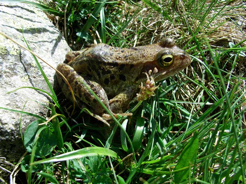 Pyrennean frog