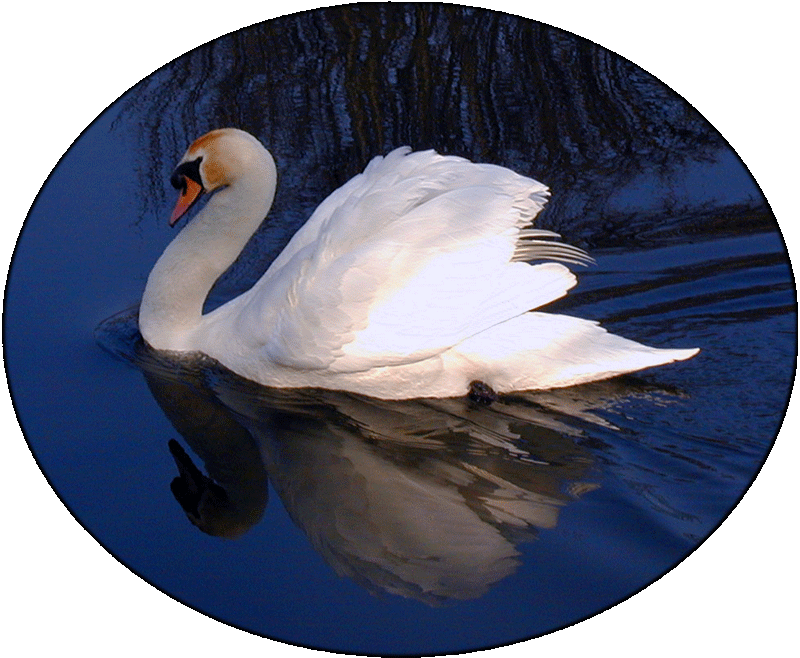 swan