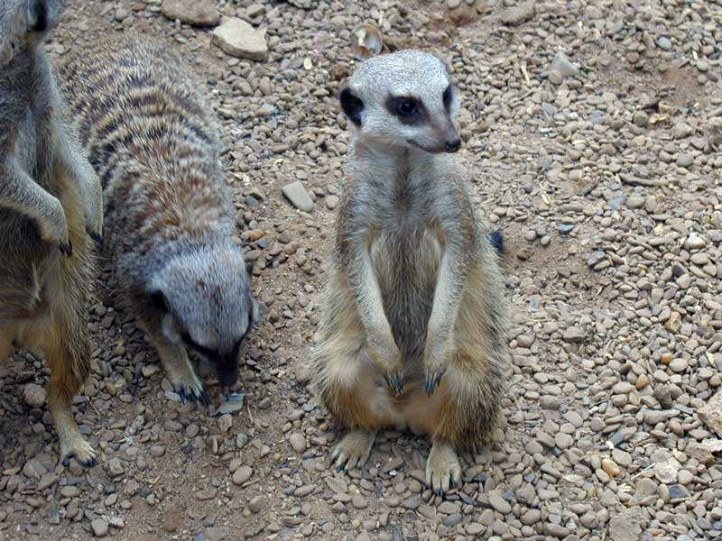 meerkats