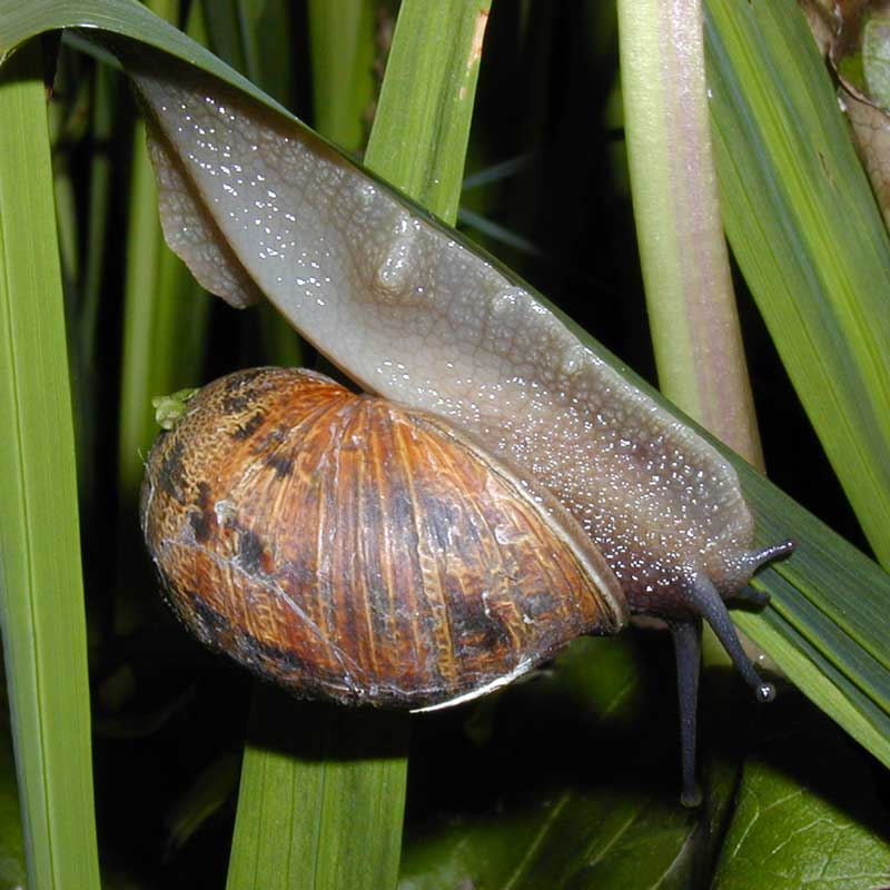 snail snail