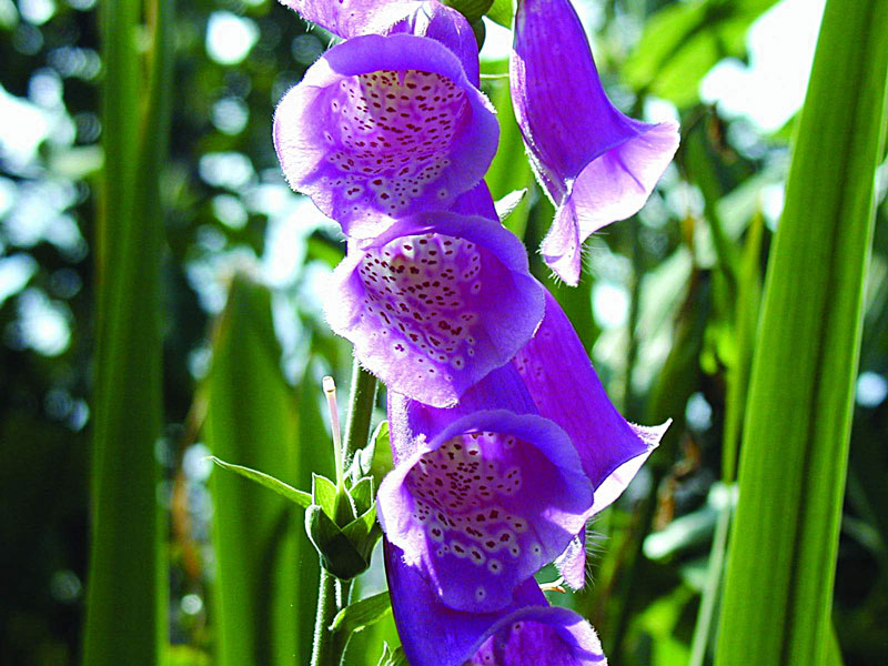 foxglove closeup