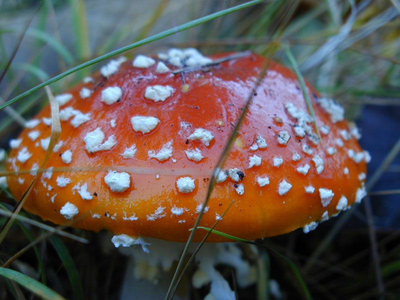 amanita