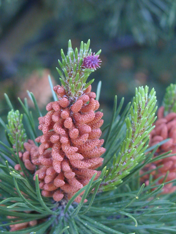 pine cone